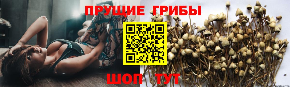 Псилоцибиновые грибы прущие грибы Минеральные Воды